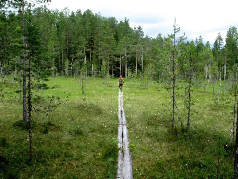 Kansanedustaja vaatii: Kalevalainen j&auml;senkorjaus ja kuppaus julkiseen terveydenhoitoon